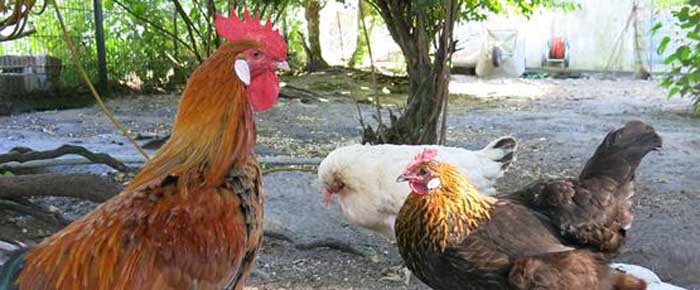 Hühnchen und Hähnchen - Schmeckt nach mehr