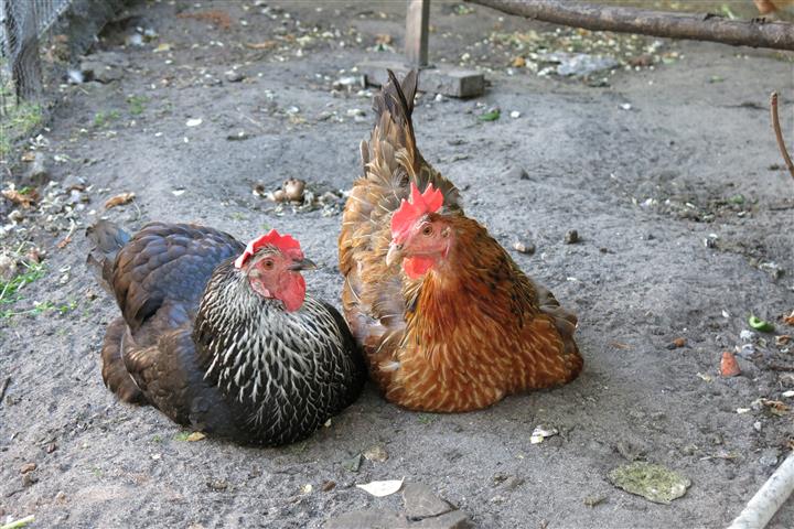 Hühner_1 – Schmeckt nach mehr
