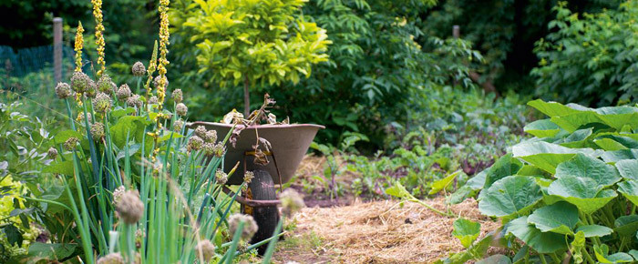 Aus dem Garten in den Topf: Britta Freith, Hinterm Stall die Blumen