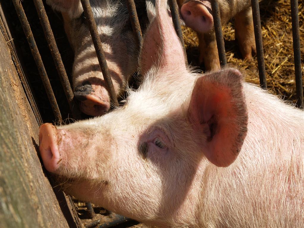 Schwein – Schmeckt nach mehr