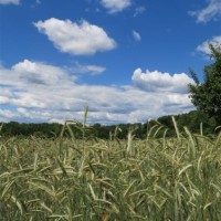 Gerstenfeld im Botanischen Volkspark Pankow