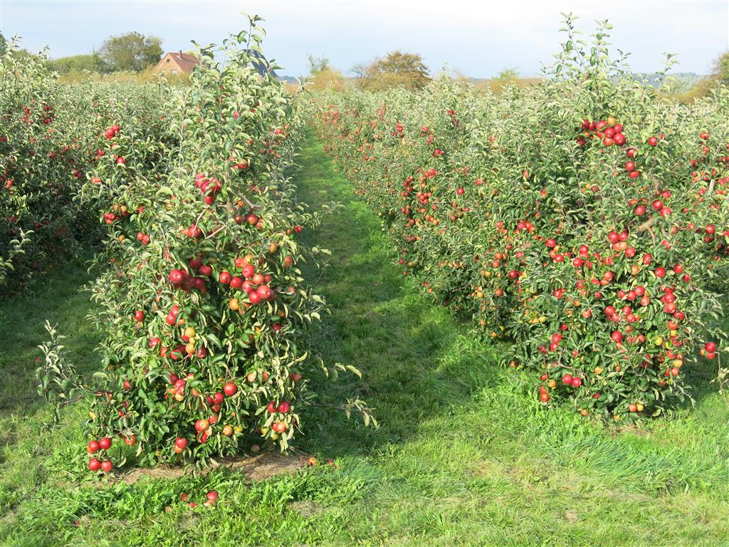 Apfelplantage – Schmeckt nach mehr