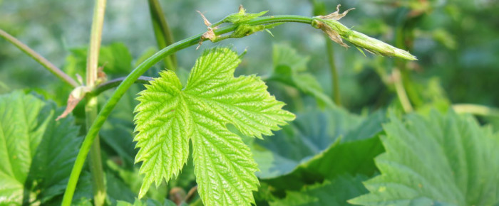 Pflück-Glück: Ich sammle … Hopfensprossen