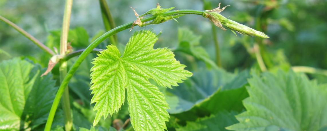 Pflück-Glück: Ich sammle ... Hopfensprossen - Schmeckt nach mehr