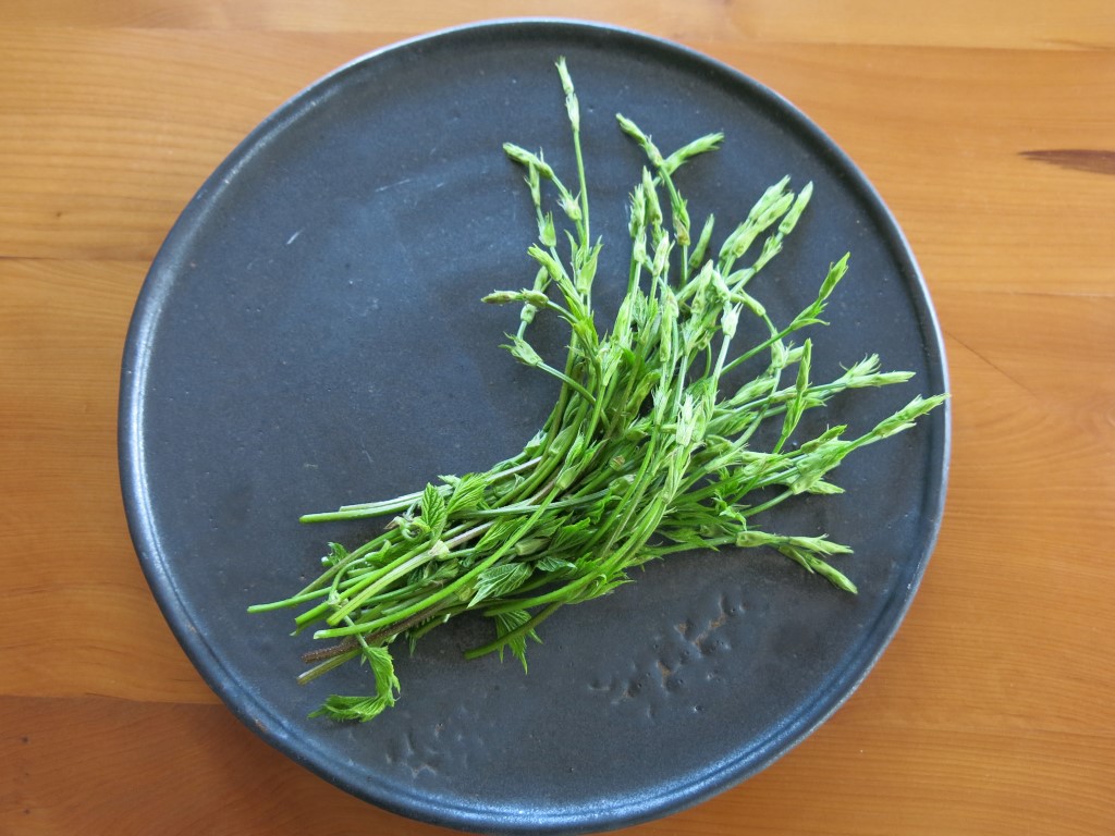 Pflück-Glück: Ich sammle ... Hopfensprossen - Schmeckt nach mehr Pflück-Glück: Ich sammle ... Hopfensprossen - Schmeckt nach mehr