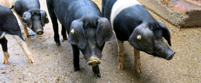 Vom Käse- zum Wurstbrot: Warum ich mich dazu verpflichtet habe, regelmäßig Fleisch zu essen