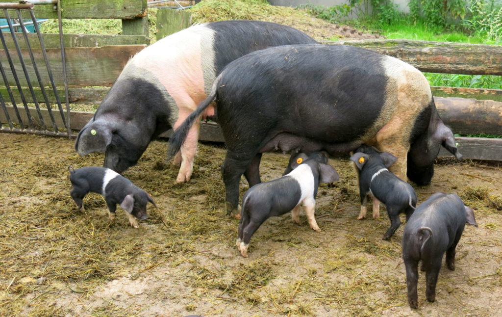 Schweine auf dem Kattendorfer Hof
