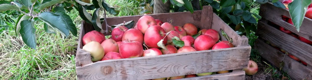Schmeckt nach mehr: Hefezopf-Rezept für ein süßes Gebäck