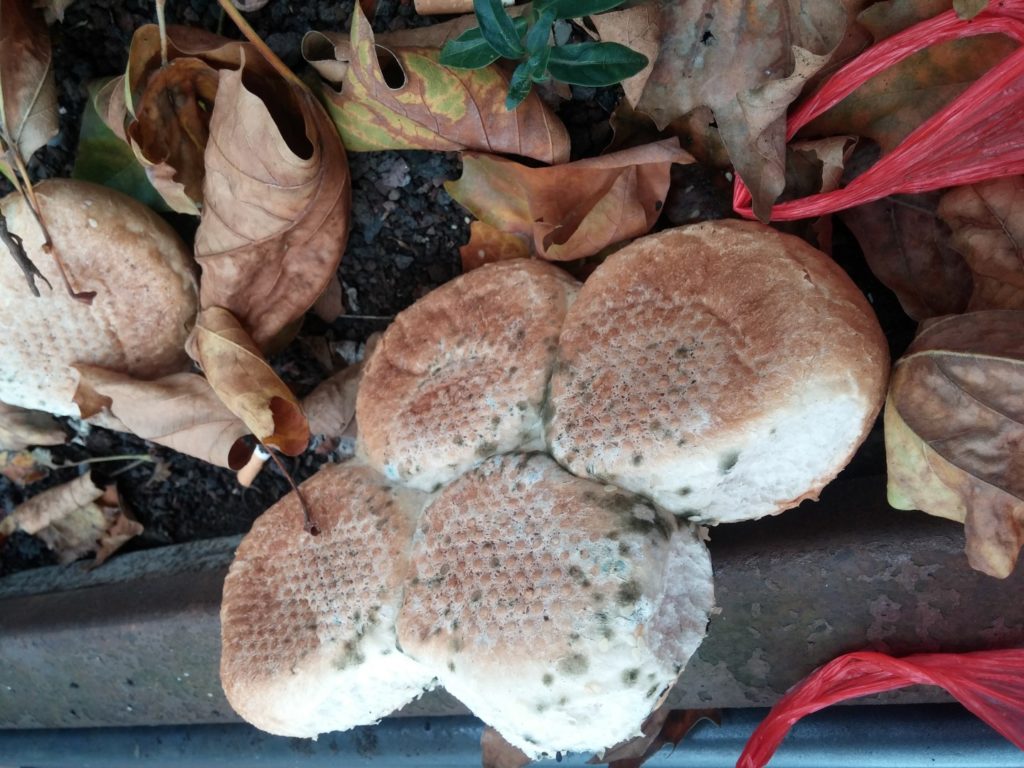 Brötchen, in die Grünanlagen geworfen und verschimmelt