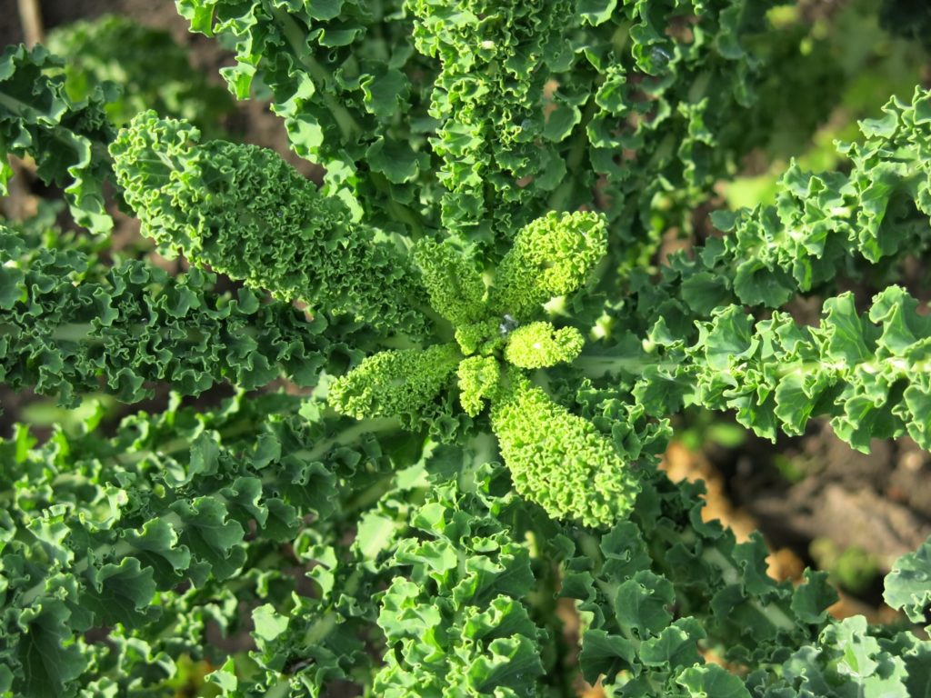 Grünkohl Grüner Krauser Pflanze auf dem Feld