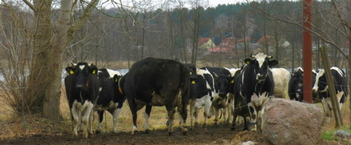 Biokisten, Zicklein und Hühnerbrühe: Besuch im Ökodorf Brodowin