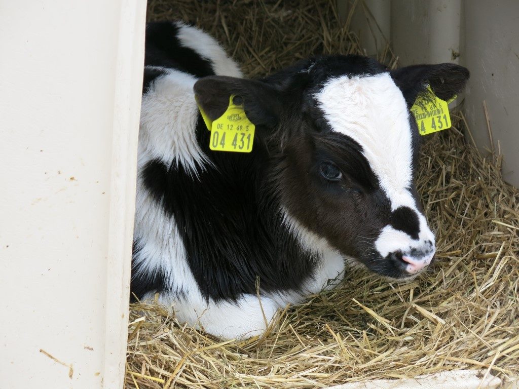 Kalb im Kalbs-Iglu von Brodowin