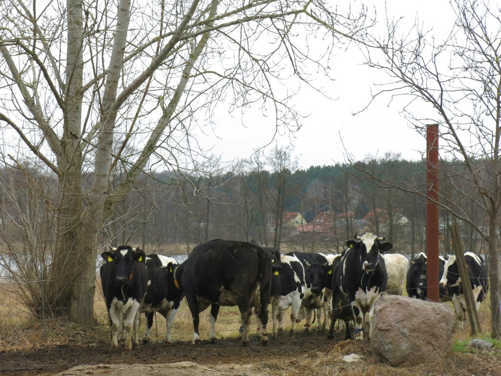 Kühe vor dem Brodowiner See