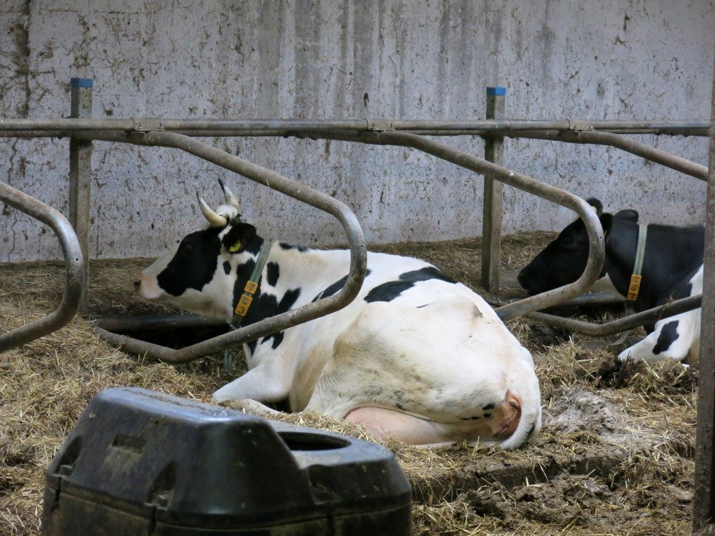 Liegekoje im Kuhstall von Brodowin