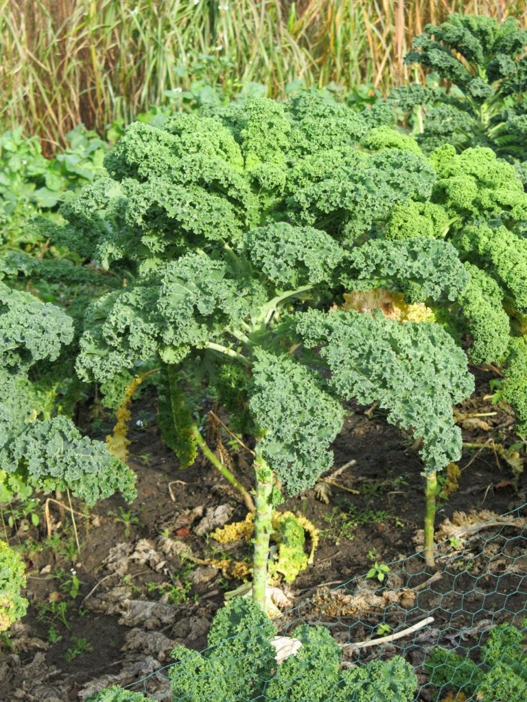 Grünkohl: Grüner Krauser im Gemüsegarten