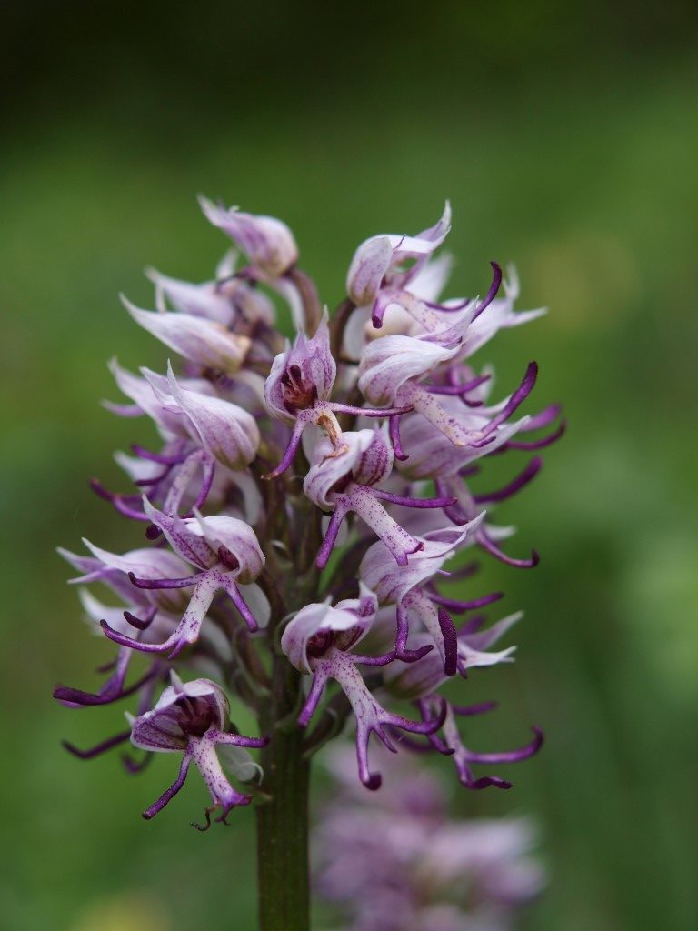 Blüte des Affenknabenkrauts