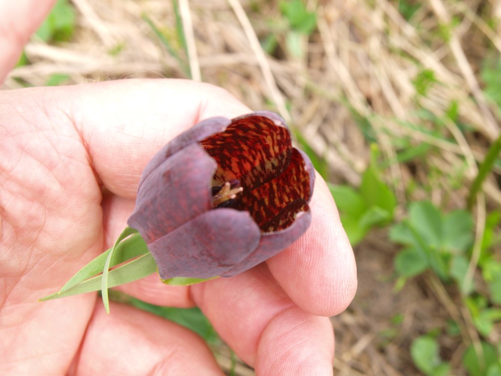 Blüte der Kaukasischen Fritillarie