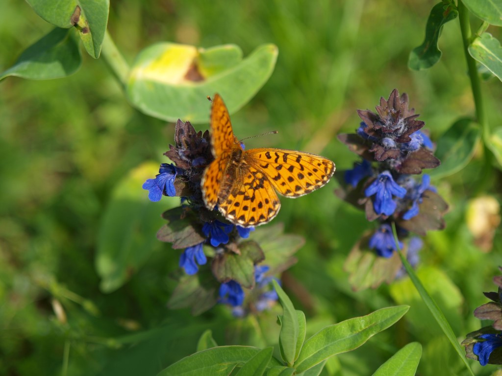 Schmetterling auf Blume